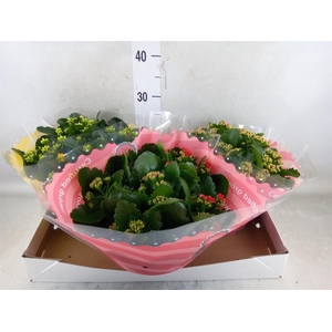 Kalanchoe blos.   ..rosebud mix  5