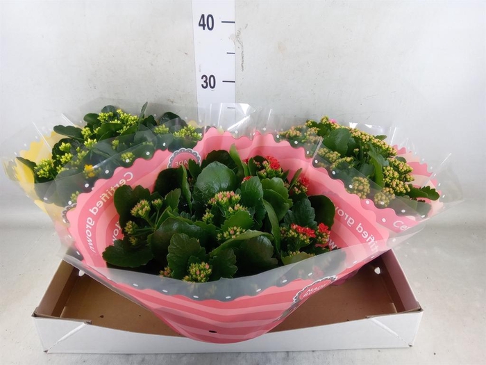 <h4>Kalanchoe blos.   ..rosebud mix  5</h4>