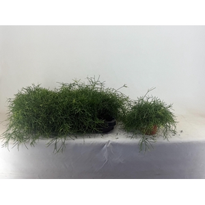 RHIPSALIS BA OASIS
