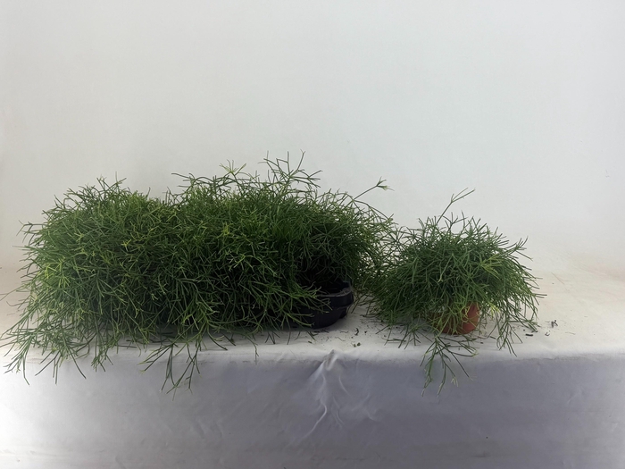 <h4>RHIPSALIS BA OASIS</h4>