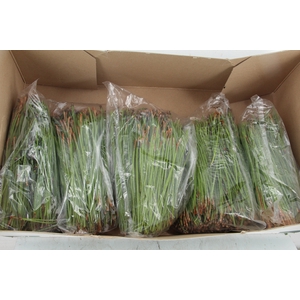 PINUS PINASTER NEEDLE 500g