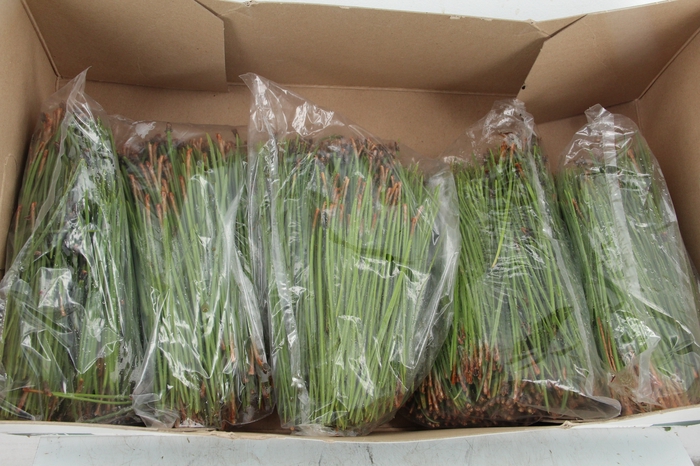 <h4>PINUS PINASTER NEEDLE 500g</h4>