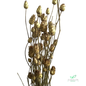 DRIED FLOWERS - ARTISJOK MINI NATURAL
