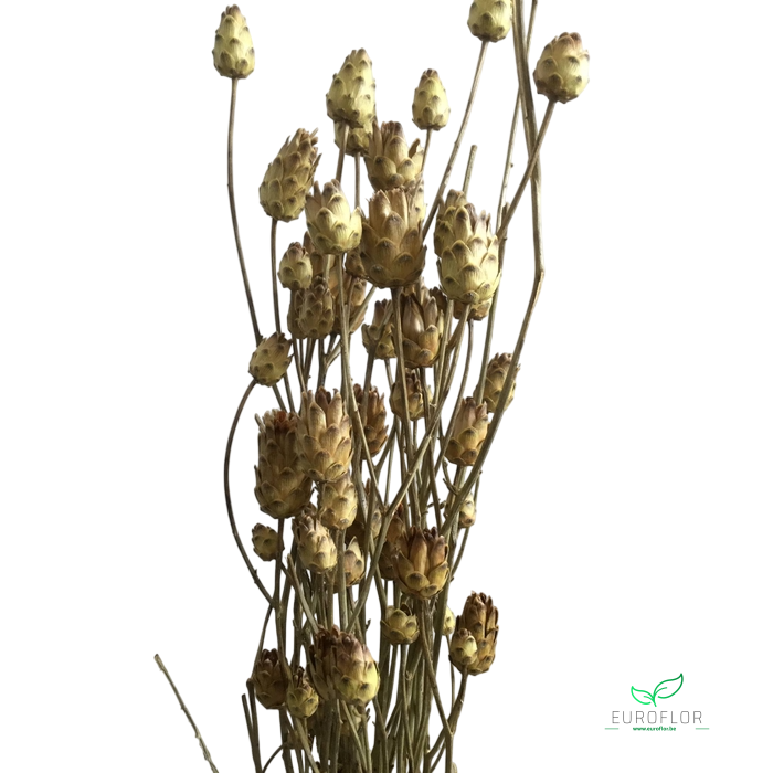DRIED FLOWERS - ARTISJOK MINI NATURAL
