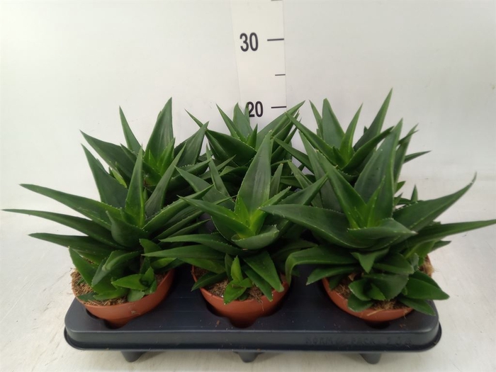 <h4>Agave  'Shaka Koko'</h4>