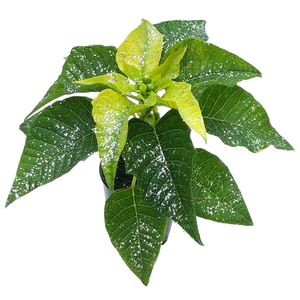 Euphorbia Lemon met glitters zilver