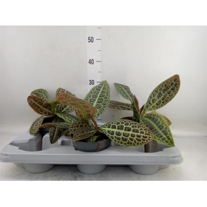 Labisia obtusifolia 'Kura Kura'