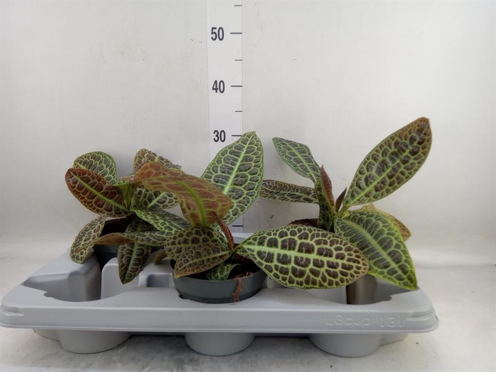 <h4>Labisia obtusifolia 'Kura Kura'</h4>