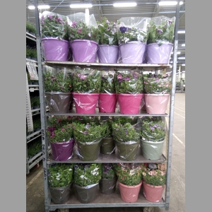 Perkplanten   ...mix /pot [Bedding]