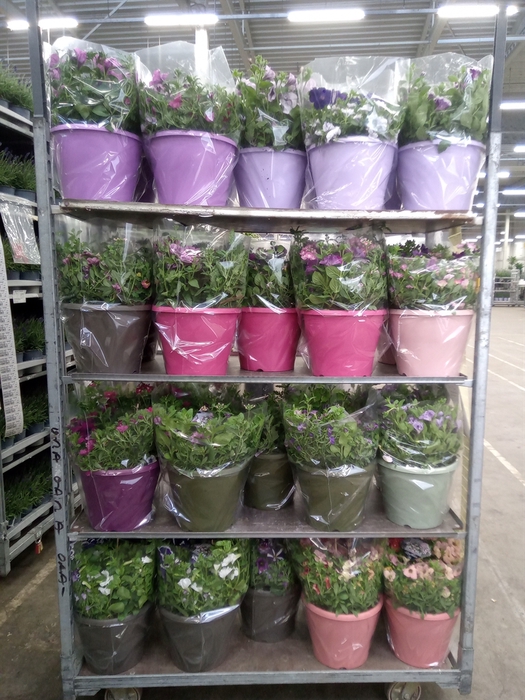 <h4>Perkplanten   ...mix /pot [Bedding]</h4>