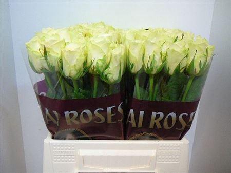 <h4>R Gr Athena</h4>