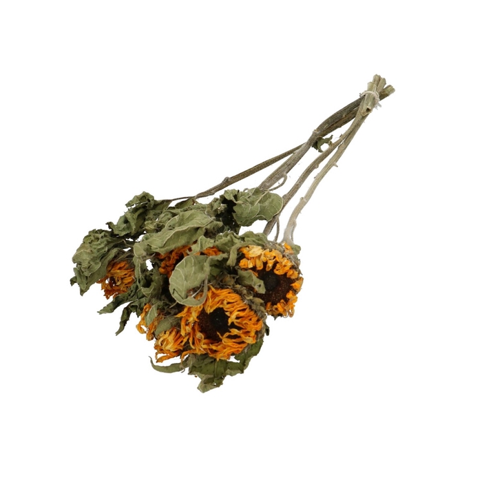 <h4>Dried flowers Sunflower 60cm x5</h4>