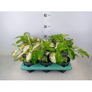 Dracaena surculosa 'Florida Beauty'