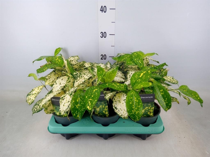 <h4>Dracaena surculosa 'Florida Beauty'</h4>