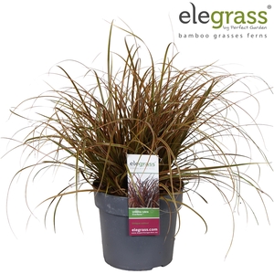 Uncinia rubra 'Everflame' P19