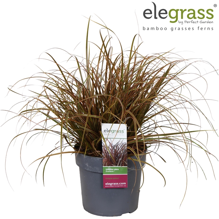 <h4>Uncinia rubra 'Everflame' P19</h4>