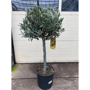 Olea europaea (Olijf) kurze Stamm