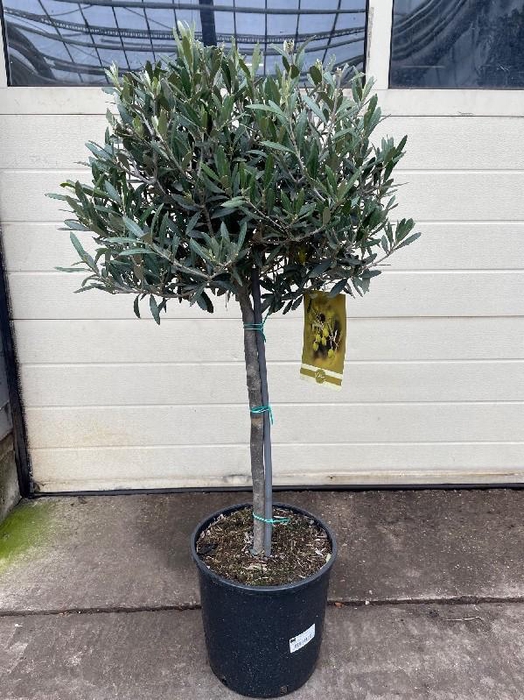 <h4>Olea europaea (Olijf) kurze Stamm</h4>