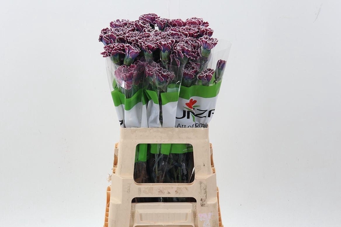 <h4>Dianthus ST   ...colored H%</h4>