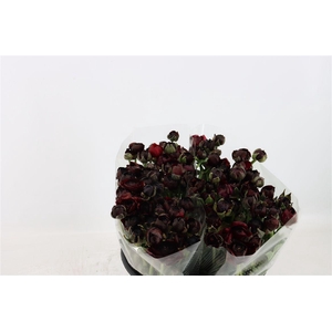 Ran Amandine Violet Black