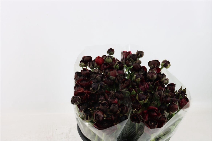 <h4>Ran Amandine Violet Black</h4>