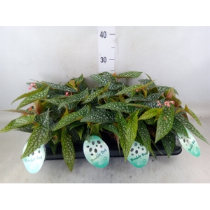 Begonia BD 'Double Dot'