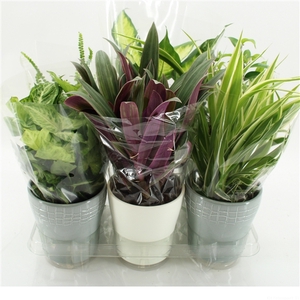 K-3 Mixplanten in Keramiek