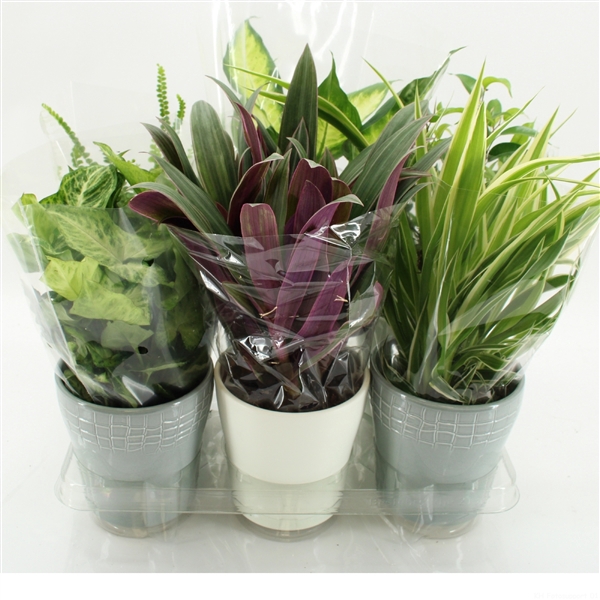 <h4>K-3 Mixplanten in Keramiek</h4>