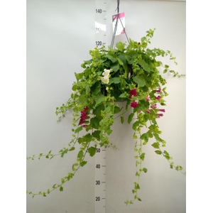 Lophospermum  'Lofos Wine Red'