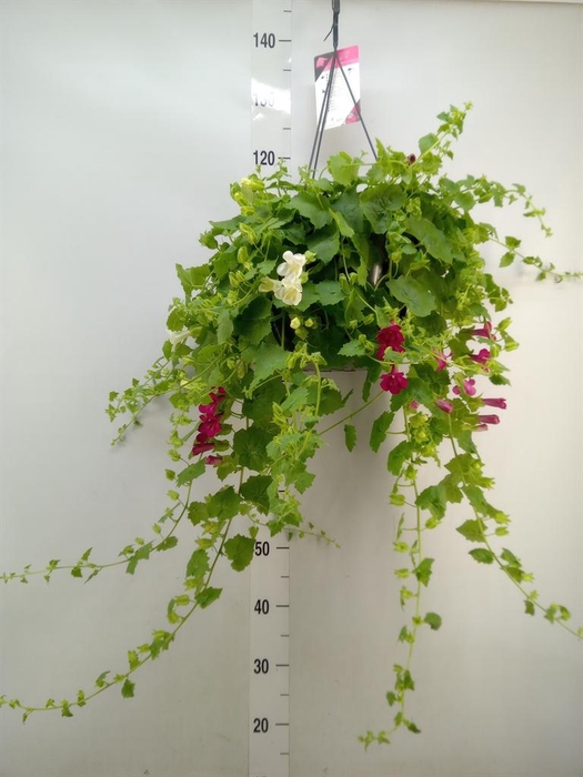 <h4>Lophospermum  'Lofos Wine Red'</h4>