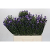 Aster Casamare