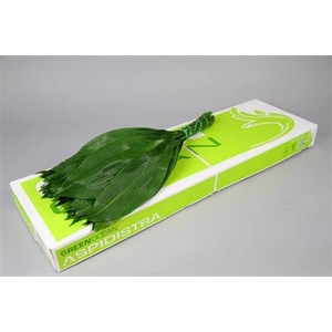 Aspidistra Green Ocean 60cm