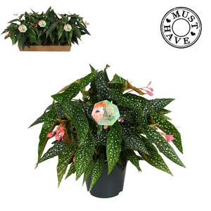 Maculata ''Double Dot'' MUST HAVE
