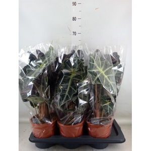 Alocasia amazonica 'Polly'