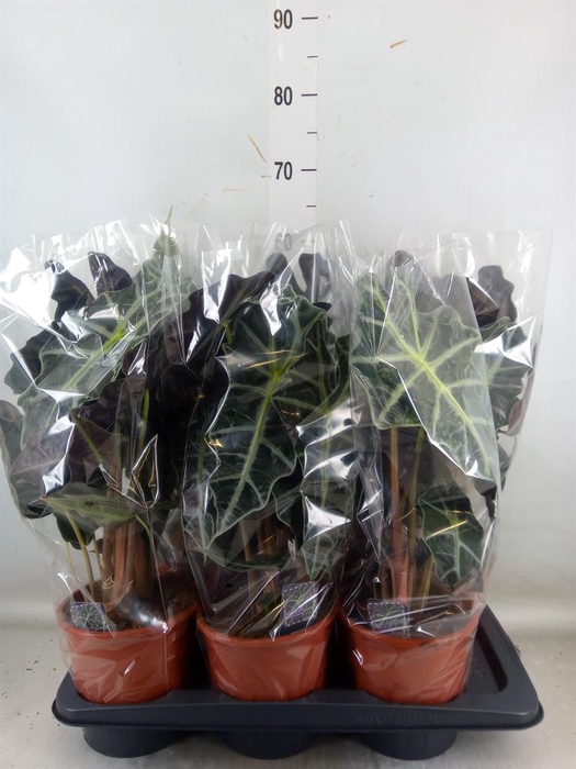 <h4>Alocasia amazonica 'Polly'</h4>