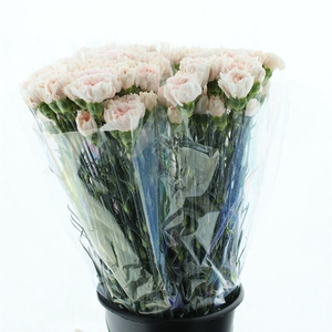Di St Maruchi Light Pink