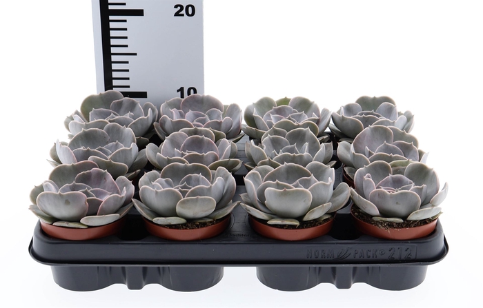 <h4>Echeveria  'Pollux'</h4>