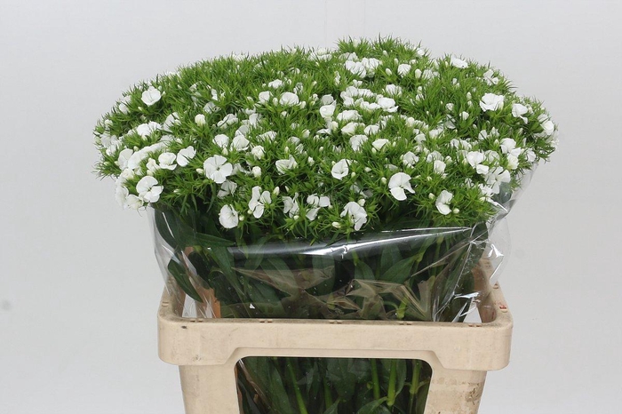 <h4>Dianthus Br Duke</h4>