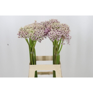 Allium  'Silverspring'