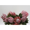 Protea Cynaroides