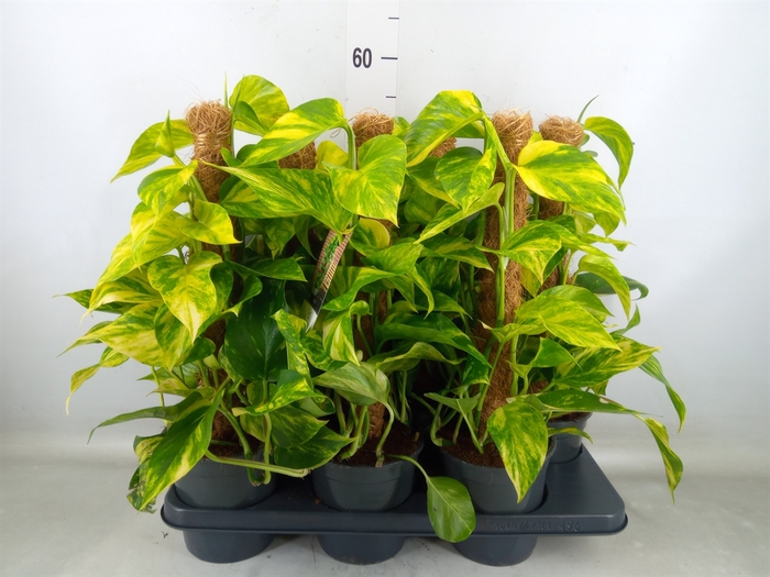 <h4>Epipremnum pinn.   ...moss stick</h4>