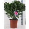 Nerium oleander