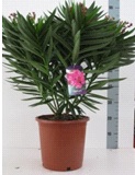 Nerium oleander