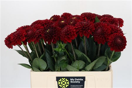 <h4>Dahl Red Fox</h4>
