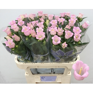 CAMP M PEARL PINK
