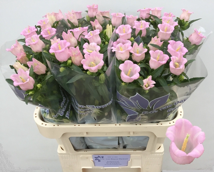 <h4>CAMP M PEARL PINK</h4>