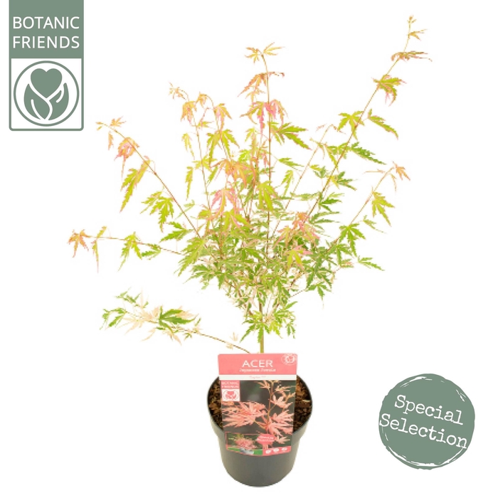 <h4>Acer palm. 'Taylor' ®</h4>