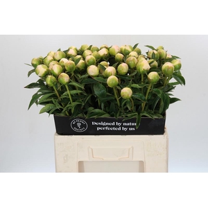 Paeonia Princess Bride
