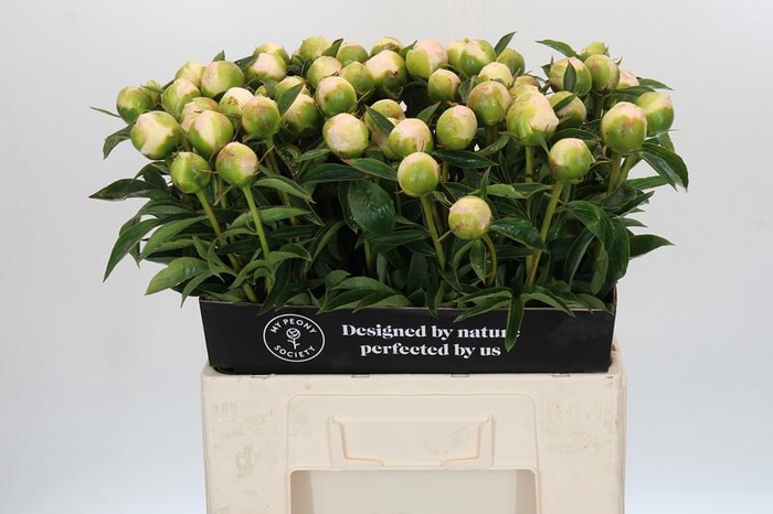 Paeonia Princess Bride