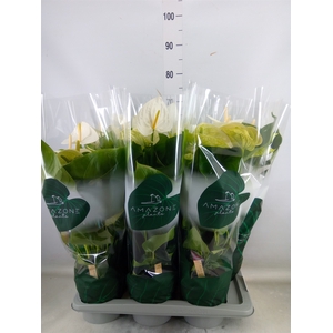 Anthurium andr. 'Samora'